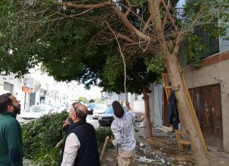 شاهد بالصور حملة لتقليم بعض الأشجار والاهتمام بالمظهر العام في العاصمة