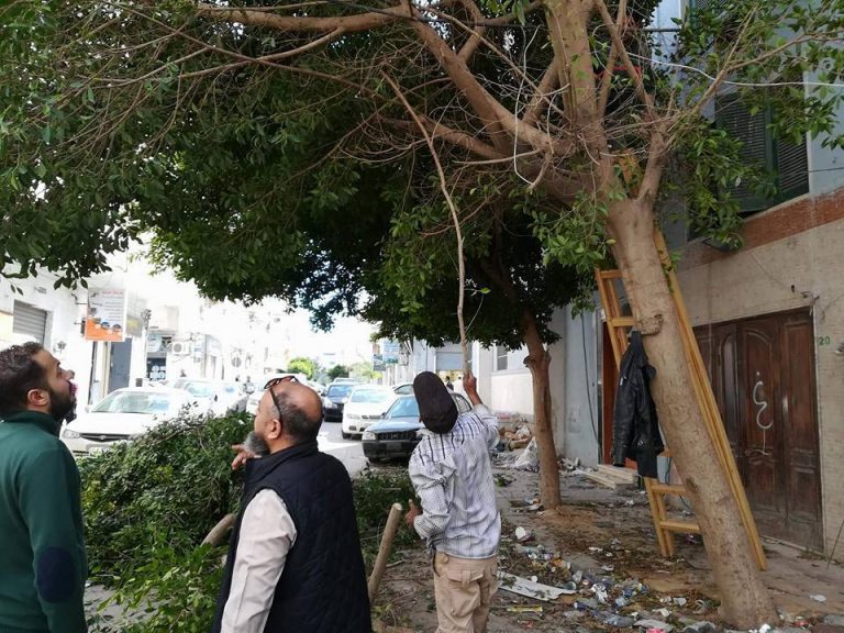 شاهد بالصور حملة لتقليم بعض الأشجار والاهتمام بالمظهر العام في العاصمة