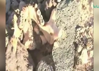 مجزرة الحاوية .. إحدى جرائم نظام القذافي بحق الليبيين