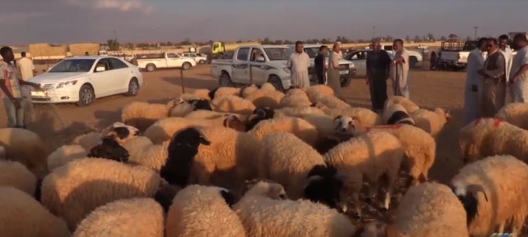 الرئاسي المقترح: 125 مليون دولار مخصصات اعتمادات أضاحي العيد