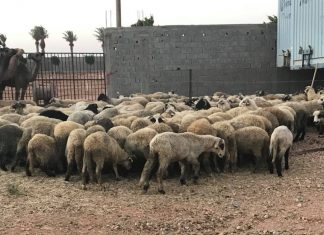 بنى وليد: توزيع ما يزيد عن 1300 أضحية على المحتاجين في المدينة