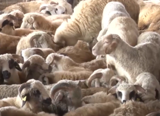 اقتصاد المقترحة: نحو 345 ألف رأس من الأغنام في طريقها إلى الموانئ الليبية