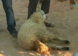 الأضحية بين المركزي والمنظومة .. تكون أو لا تكون