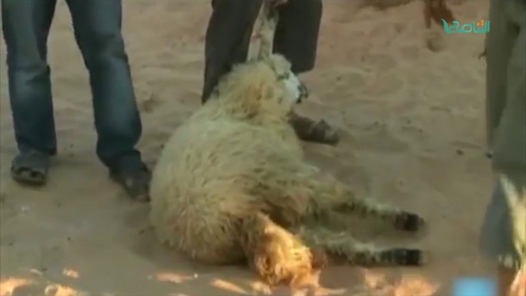 الأضحية بين المركزي والمنظومة .. تكون أو لا تكون