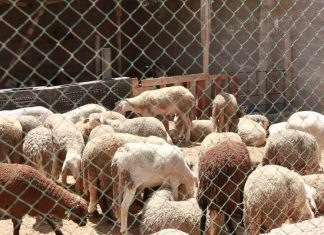 صندوق الزكاة يشرع في توزيع 30 ألف أضحية في مختلف المدن الليبية