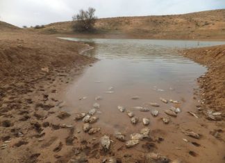 كعام: انتشار فطر في بحيرة سدّ كعام وحالات نُفوق جماعية في السمك.