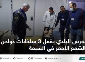 الحرس البلدي يقفل 3 سلخانات دواجن بالشمع الأحمر في السبعة