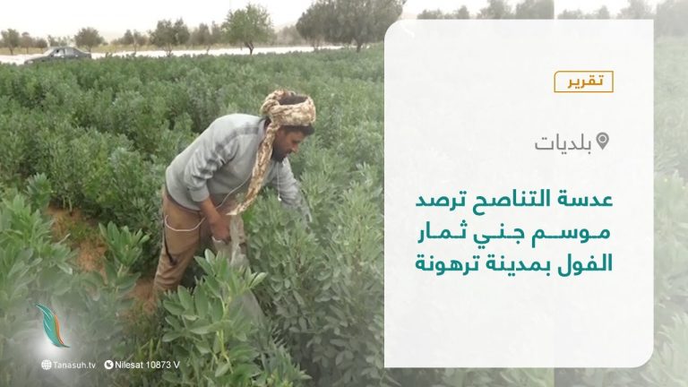 تشهد مدينة #ترهونة هذه الأيام موسم جني ثمار الفول وبمنطقة القصيعة والتي يعد الفول من أبرز  المحاصيل التي تنتجها وبالرغم من الصعوبات التي يواجهها المزارعون ولكنهم مستمرون بأقل الإمكانيات