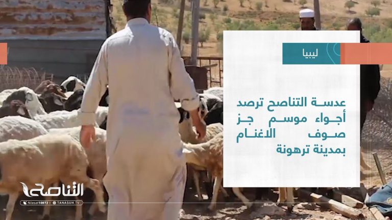 #تقرير – بلديات | عدسة التناصح ترصد أجواء موسم  جز صوف الاغنام بمدينة ترهونة | 25 – 05 – 2022