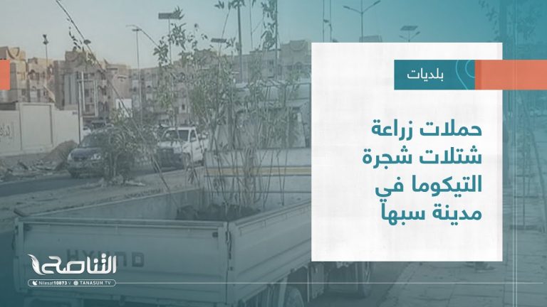 تقرير – بلديات | حملات زراعة شتلات شجرة التيكوما في مدينة سبها | 6 – 07 – 2022