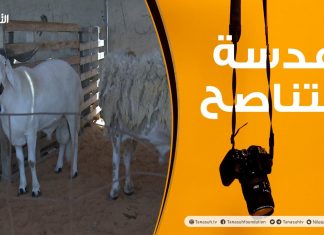 عدسة التناصح تستطلع آراء المواطنين بشأن أسعار الأضاحي بالعاصمة طرابلس