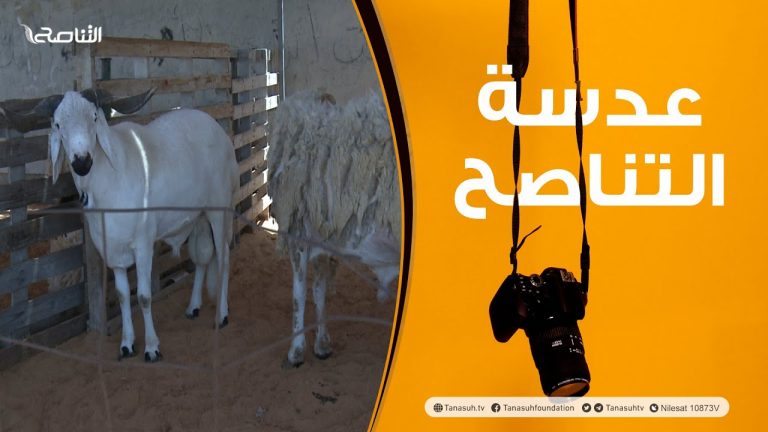 عدسة التناصح تستطلع آراء المواطنين بشأن أسعار الأضاحي بالعاصمة طرابلس