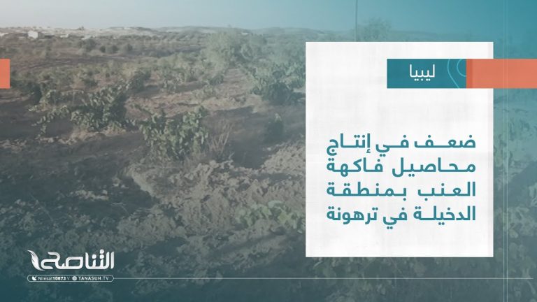 #تقرير – بلديات |ضعف في إنتاج محاصيل فاكهة العنب بمنطقة الدخيلة في ترهونة