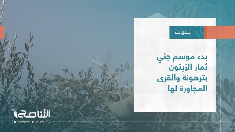 تقرير – بلديات | بدء موسم جني ثمار الزيتون بترهونة والقرى المجاورة لها | 7 – 12 – 2022