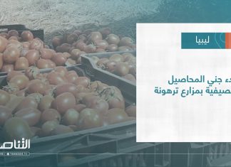 #تقرير – بلديات | بدء جني المحاصيل الصيفية بمزارع ترهونة