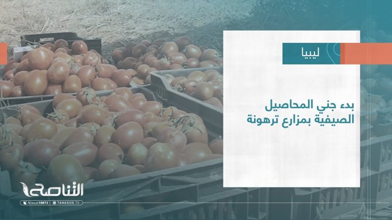 #تقرير – بلديات | بدء جني المحاصيل الصيفية بمزارع ترهونة