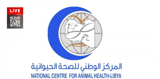 الصحة الحيوانية: نفوق 955 رأسا من المواشي والأغنام منذ يناير الماضي