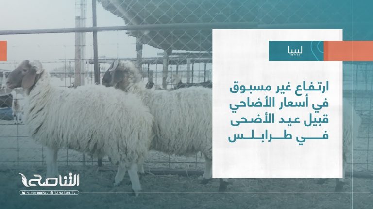 تقرير – بلديات | ارتفاع غير مسبوق في أسعار الأضاحي قبيل عيد الأضحى في طرابلس