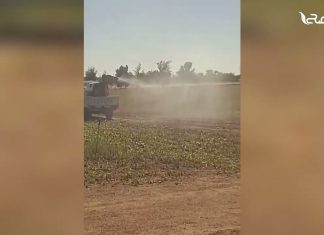 تقرير – بلديات| الجراد الأفريقي يهاجم الجنوب الليبي ويهدد 2 مليون نخلة