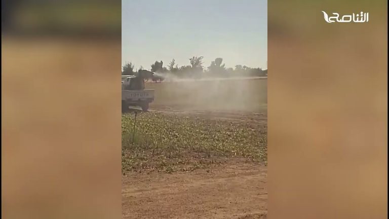 تقرير – بلديات| الجراد الأفريقي يهاجم الجنوب الليبي ويهدد 2 مليون نخلة