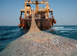 السفن الأجنبية تواصل نهب الثروة السمكية الليبية وسط غياب الرقابة