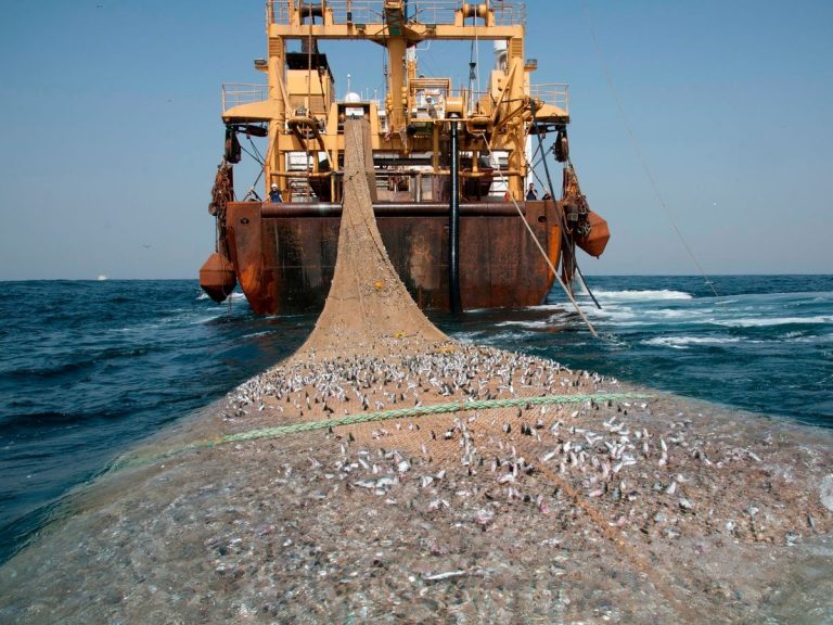 السفن الأجنبية تواصل نهب الثروة السمكية الليبية وسط غياب الرقابة