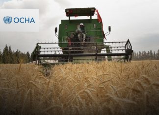 الأمم المتحدة تحذر: الصراعات والفيضانات والجراد تؤثر على إنتاج الحبوب في ليبيا