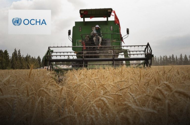 الأمم المتحدة تحذر: الصراعات والفيضانات والجراد تؤثر على إنتاج الحبوب في ليبيا