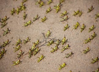 الفاو تحذّر من استمرار تفشي الجراد في ليبيا وشمال أفريقيا خلال الصيف