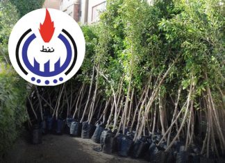 المؤسسة الوطنية للنفط تطلق المرحلة الثالثة من مبادرة “مليون شجرة”