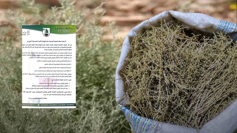 مركز البحوث الزراعية يحذر من اقتلاع نبات الشيح بعد انتشار مزاعم علاجه للسرطان